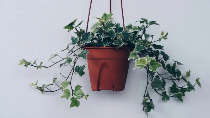 Какие домашние растения очищают воздух и поглощают плесень