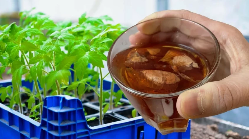 Каким настоем нужно поливать перцы и томаты, чтобы рассада была мощная и здоровая
