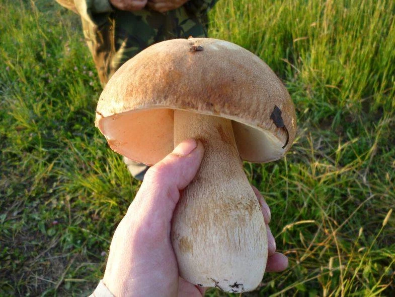 Какой гриб самый полезный: ученые дали ответ