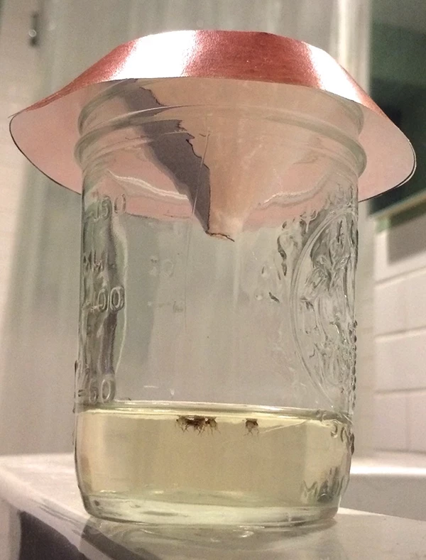 Проверенные методы, которые помогут быстро прогнать мух с кухни