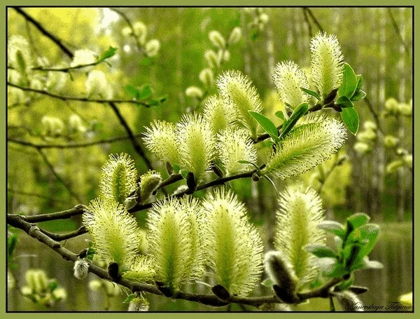 Как правильно срезать и хранить веточки вербы на Вербное воскресенье