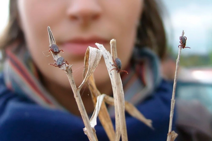 Как не стать жертвой укуса клеща: вот что нужно сделать перед выходом на улицу