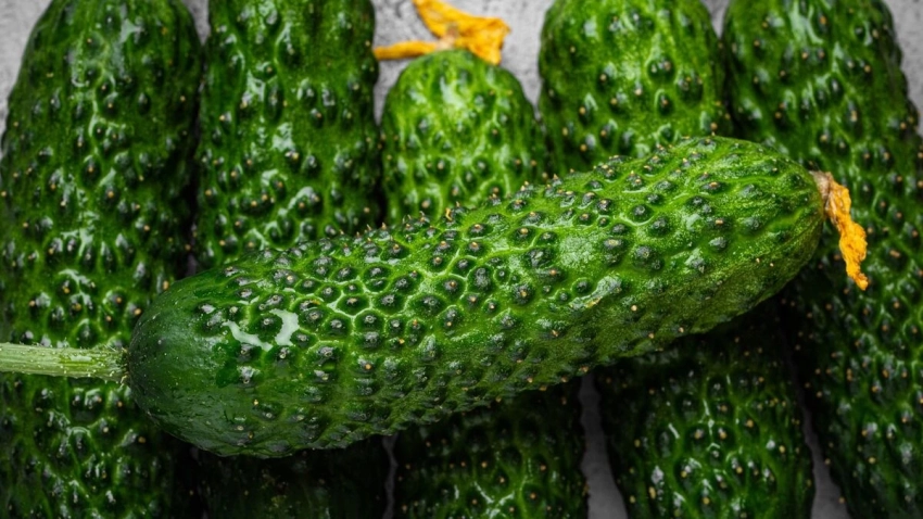 Что нужно делать, чтобы вырастить сладкие огурцы без горечи