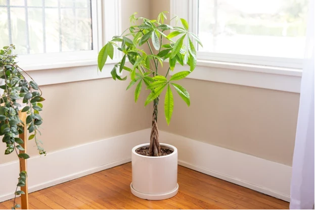 Какие домашние цветы называют счастливыми, потому что они притягивают удачу и изобилие