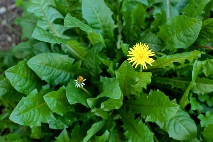 Как приготовить суперудобрение из одуванчиков для клубники