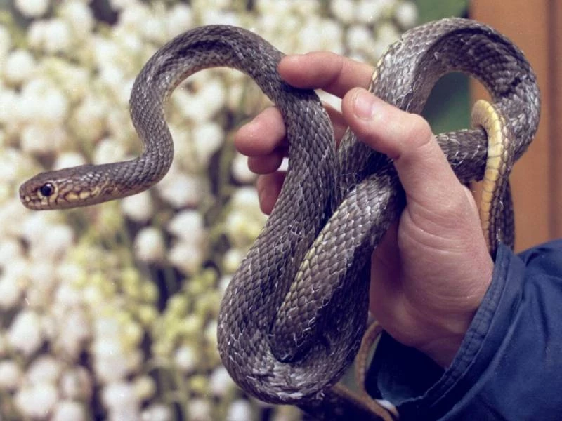Почему Исакиев день 12 июня в народе называли Змеиным праздником