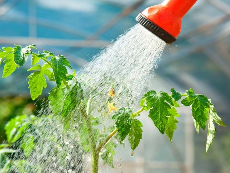 Как и сколько раз в день нужно поливать помидоры в жару, чтобы не загубить урожай