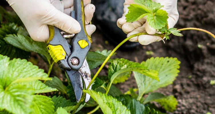 Как и когда нужно обрезать клубнику после сбора урожая