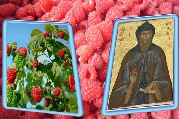 Приметы и традиции на Антона Вихровея или Малинника 16 августа 2025 года