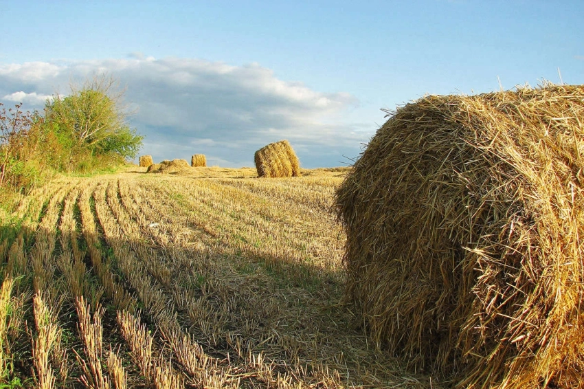 Каким будет сентябрь и урожай картофеля, можно узнать из примет и поверий на 15 августа 2025 года