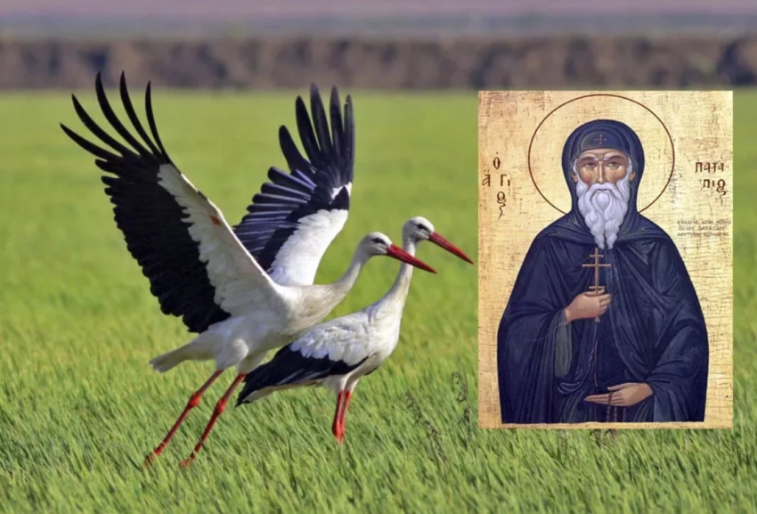 20 августа 2025 года отмечается церковный и народный праздник Марины-Пимены