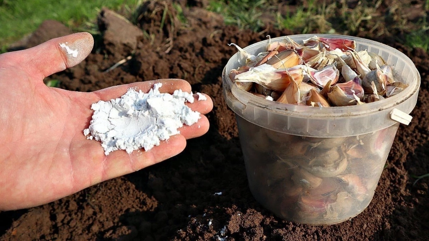 Какие удобрения любит чеснок: посыпьте грядки осенью для крупных головок